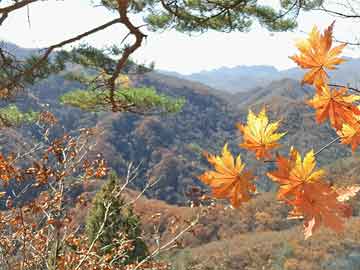 山东与新疆棉花：品质与产量之比较